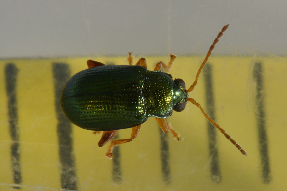 Chrysomelidae:  Crepidodera cfr. fulvicornis